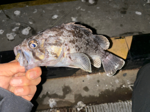 クロソイの釣果