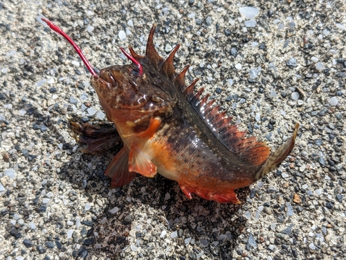 ハオコゼの釣果