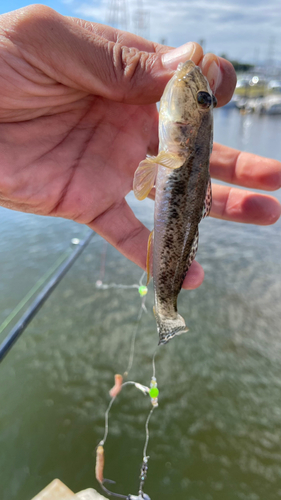 マハゼの釣果