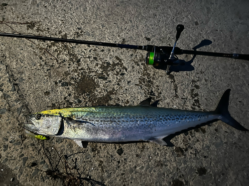 サワラの釣果