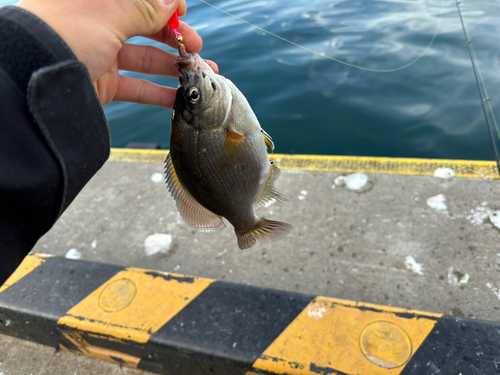 ウミタナゴの釣果