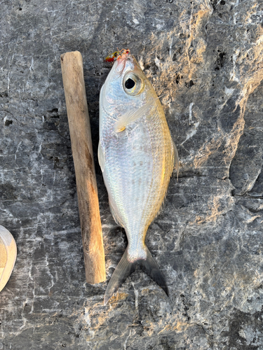 ダイミョウサギの釣果