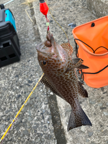 オオモンハタの釣果