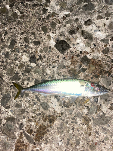 サバの釣果