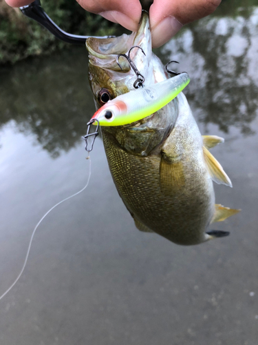 スモールマウスバスの釣果