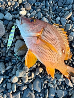 シブダイの釣果