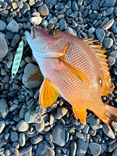 シブダイの釣果