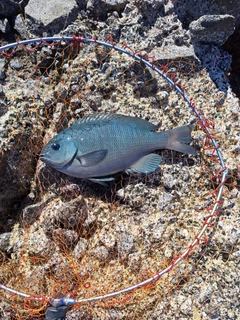 メジナの釣果