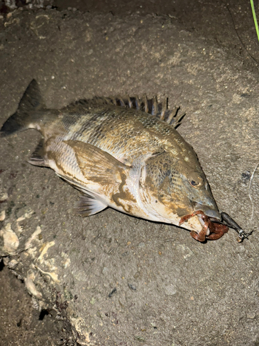 キビレの釣果