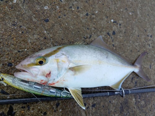 ネリゴの釣果