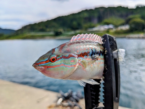 キュウセンの釣果