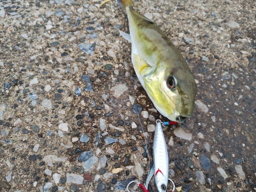 シロサバフグの釣果