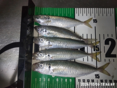 アジの釣果