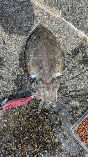 コウイカの釣果