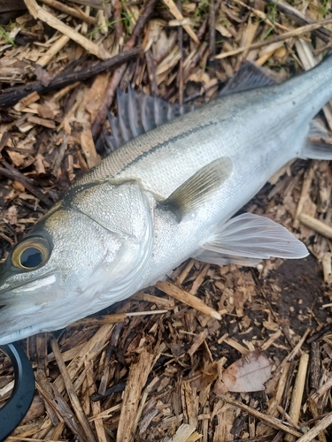 セイゴ（マルスズキ）の釣果