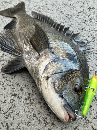 クロダイの釣果