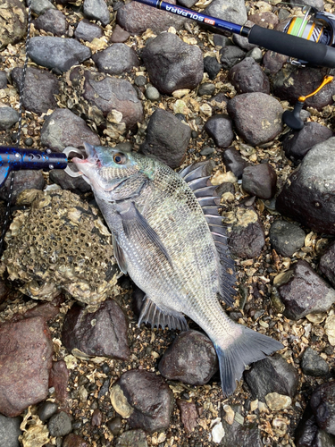 チヌの釣果