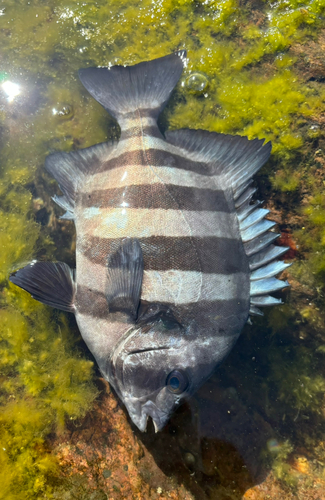 サンバソウの釣果