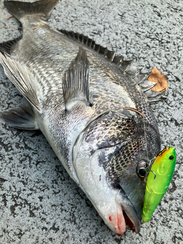 クロダイの釣果