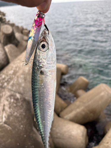 サバの釣果