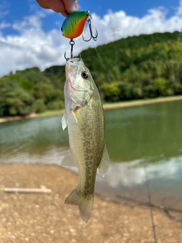 ラージマウスバスの釣果