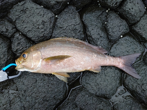 イサキの釣果