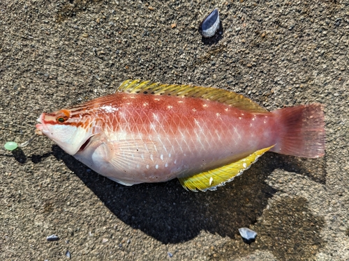 ホシササノハベラの釣果