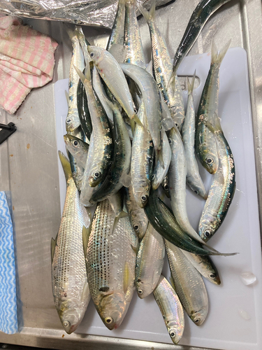 マイワシの釣果