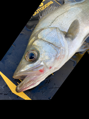 セイゴ（ヒラスズキ）の釣果