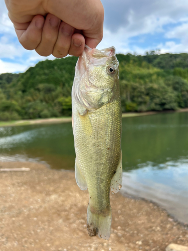 ラージマウスバスの釣果