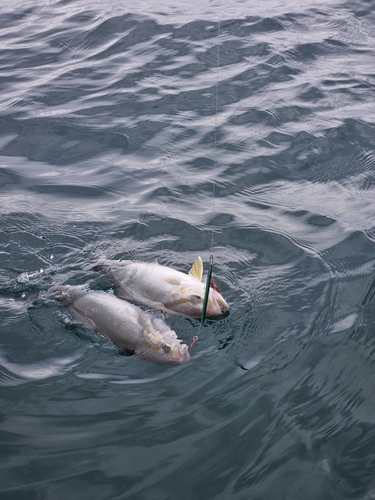 ネリゴの釣果