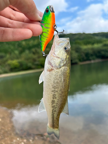 ラージマウスバスの釣果