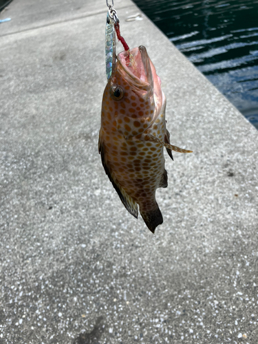 オオモンハタの釣果