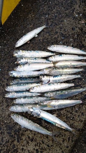 ウルメイワシの釣果