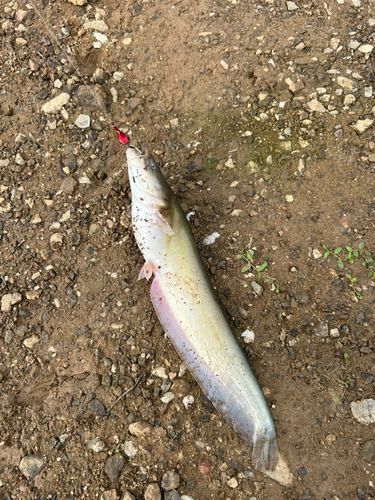 マナマズの釣果