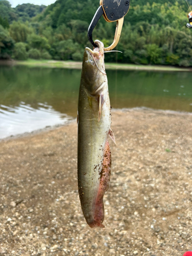 マナマズの釣果