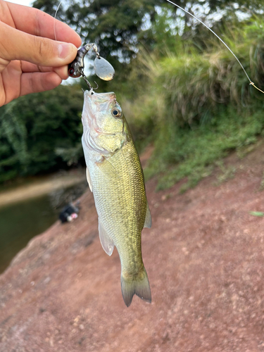 ラージマウスバスの釣果