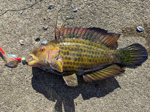 オハグロベラの釣果