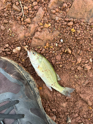 ラージマウスバスの釣果