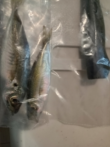 マアジの釣果