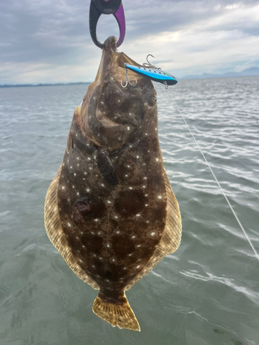 ヒラメの釣果