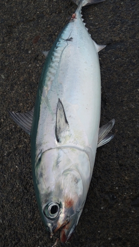 ソウダガツオの釣果