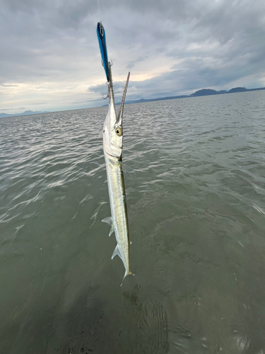 ダツの釣果