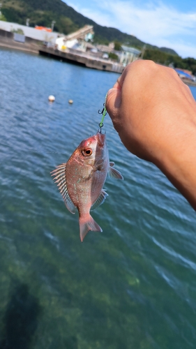 チャリコの釣果