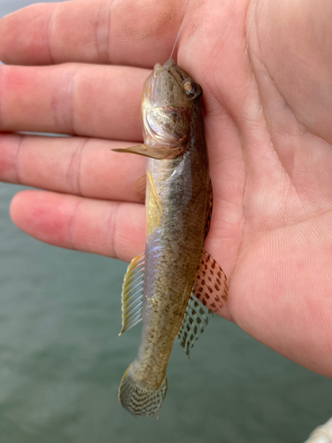 マハゼの釣果