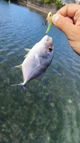 メッキの釣果