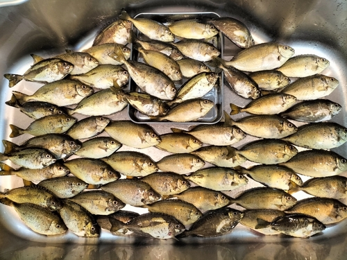 アイゴの釣果