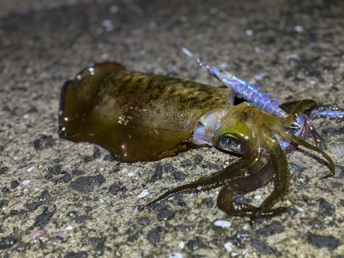 アオリイカの釣果