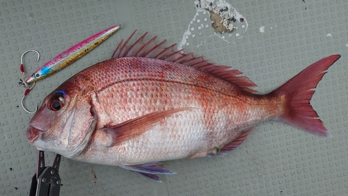 マダイの釣果