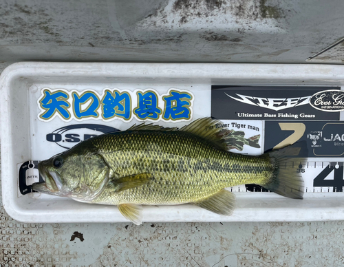 ブラックバスの釣果